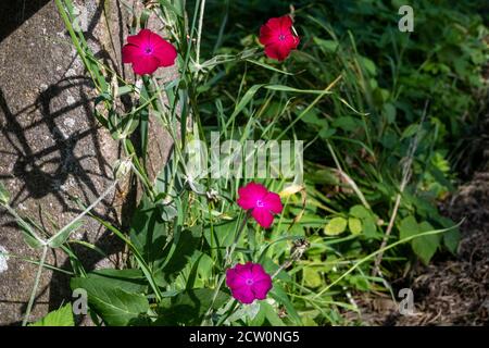 Une photo de gros plan de belles fleurs rouges. Une pierre grise et une herbe verte en arrière-plan. Photo de Malmo, dans le sud de la Suède Banque D'Images