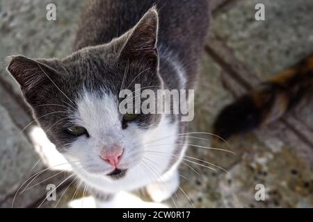 Jeune chat mâle errant en blanc et gris, photo en gros plan Banque D'Images