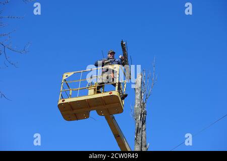 Travailleur municipal coupant un arbre sur pied mort avec une tronçonneuse à l'aide d'un pont élévateur monté sur camion. 11 Février 2020. Kiev, Ukraine Banque D'Images