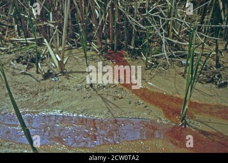 'Historique des années 1970 photo : Après l'extraction sur bande, un charbon finement pulvérisé ou « une effervescence » est laissé sur la terre dépouillée. L'eau qui s'écoule du lisier et de l'exploitation minière elle-même peut produire des effets colorés mais souvent mortels sur la flore dans son chemin comme dans cette scène près d'une mine à St. David dans le comté de Fulton vers. Avril 1973' Banque D'Images