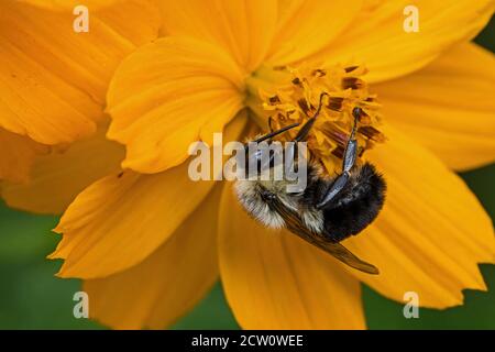 Bumblebee qui est membre du genre Bombus, une partie des Apidae sur la fleur orange cosmos. Les COSMOS sont des plantes vivaces herbacées ou des plantes annuelles. Banque D'Images