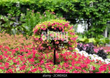 Million de cloches jaunes et roses, étamachoa, fleurissant dans une topiaire dans les jardins botaniques de montréal dans la province de québec Canada. Banque D'Images