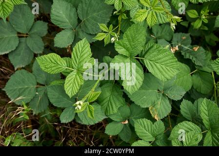 Rubus caesius fleur blanche et feuilles fraîches Banque D'Images