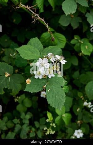 Rubus caesius fleur blanche et feuilles fraîches Banque D'Images