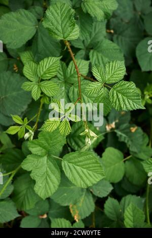 Rubus caesius fleur blanche et feuilles fraîches Banque D'Images