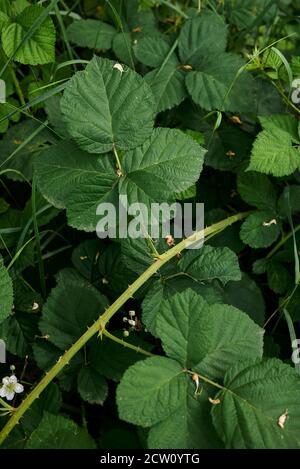 Rubus caesius fleur blanche et feuilles fraîches Banque D'Images