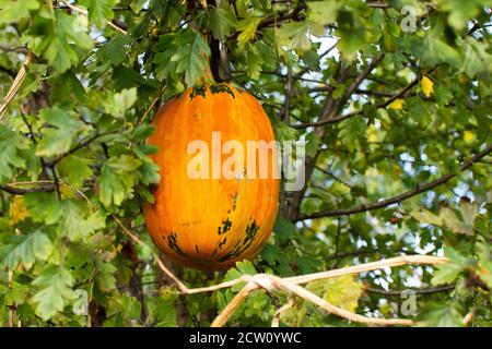 Affinés Orange citrouilles dans le jardin, des légumes bio du jardin Banque D'Images