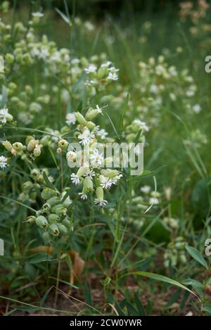 Inflorescence blanche vert de Silene vulgaris Banque D'Images