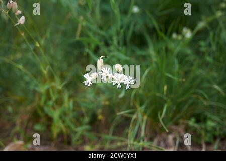 Inflorescence blanche vert de Silene vulgaris Banque D'Images