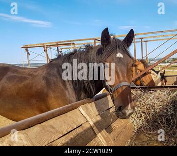 Chevaux dans un club de chevaux mangeant du foin par temps ensoleillé. Portrait d'un cheval brun à l'extérieur Banque D'Images