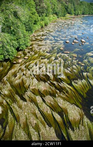 Le pied de biche commun (Ranunculus aquatics) prospère sur la rivière Spey dans les Highlands écossais Banque D'Images