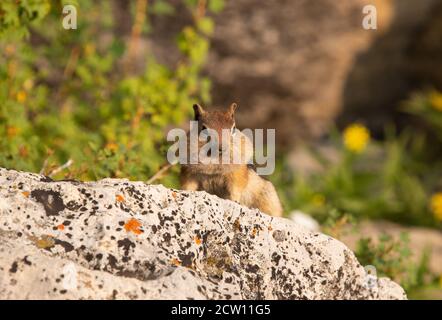 Chipmunk avec joues farcies, parc national de Grand Teton, Wyoming, États-Unis Banque D'Images