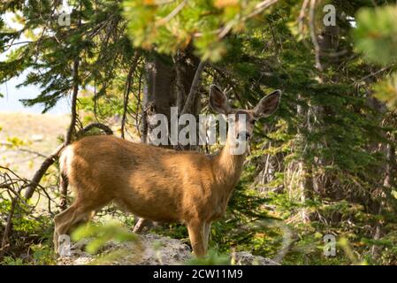 Deer dans le parc national de Grand Teton, Wyoming, États-Unis Banque D'Images