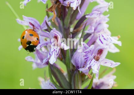 Coccinelle à sept taches sur une orchidée européenne commune pourpre sauvage en pleine floraison. Banque D'Images