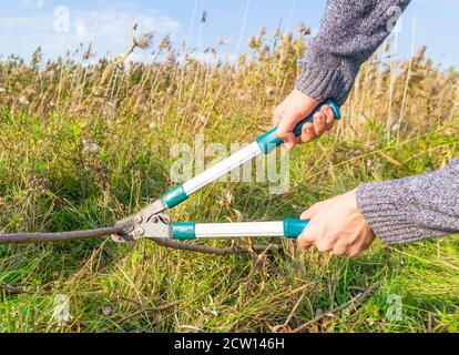 Taille-cisaille rouillée dans les mains mâles coupant l'herbe sous le soleil jour Banque D'Images