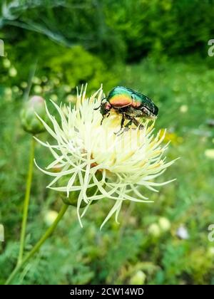 Coléoptère de couleur Chafer assis sur la fleur à l'extérieur Banque D'Images