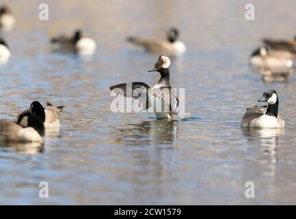 Un jeune Merganser Drake à capuche s'élève de l'eau et rabats ses ailes au milieu d'un groupe d'Oies de Cackling dans un lac. Banque D'Images