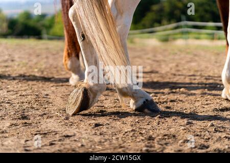 Gros plan des pattes arrière d'un cheval et des sabots en position de repos sur un pâturage de cheval (enclos) au coucher du soleil. Pas de fers à cheval. Concepts de repos, de relaxation et Banque D'Images