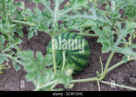 Le malien d'eau biologique grandit dans un jardin Banque D'Images