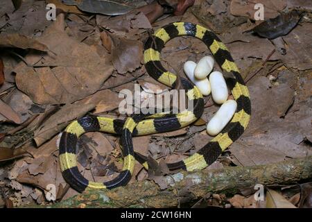 Bungarus fasciatus est un serpent venimeux d'Asie du Sud-est. Ils sont normalement trouvés dans les propriétés d'huile de palme. Banque D'Images