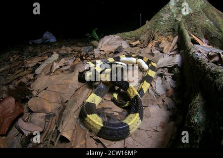 Bungarus fasciatus est un serpent venimeux d'Asie du Sud-est. Ils sont normalement trouvés dans les propriétés d'huile de palme. Banque D'Images