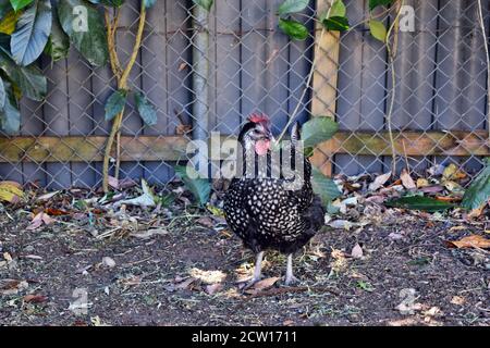 Le poulet wyandotte lacé en argent est en vue dans le jardin Banque D'Images