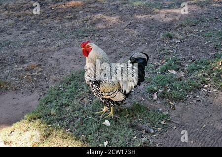 Le poulet wyandotte lacé en argent est en vue dans le jardin Banque D'Images