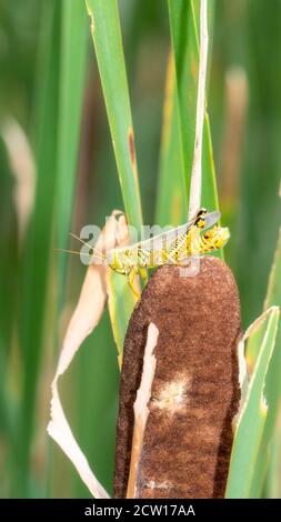 Un écolo (Melanoplus differalis) Perchée sur le sommet d'un Cattail dans le nord du Colorado Banque D'Images