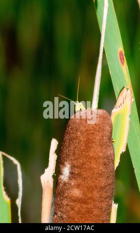 Un écolo (Melanoplus differalis) Perchée sur le sommet d'un Cattail dans le nord du Colorado Banque D'Images
