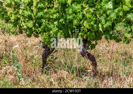Deux vieilles vignes avec des raisins verts en été chaud Banque D'Images