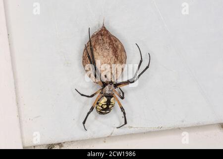 Araignée et sac d'œufs Darden, Pennsylvanie, États-Unis Banque D'Images