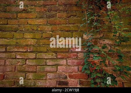 Vieux mur de briques abîmé et usé avec vignes lierre, Philadelphie, États-Unis Banque D'Images