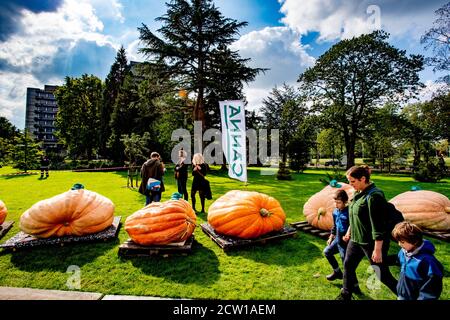 Une femme et ses enfants marchent devant le parc avec beaucoup de punpkins énormes lors de l'événement Championship Culturising Pumpkin.le championnat hollandais Culturising Pumpkin 2020 aux jardins botaniques du parc scientifique d'Utrecht aura lieu le 26 septembre. Banque D'Images
