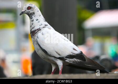 Pigeon de roche blanche, columba livia en vue latérale attendant sur le sol devant un fond urbain flou Banque D'Images