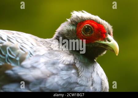 Tête colorée d'un faisan d'edwards rare et en danger critique, lophura edwardsi en gros plan Banque D'Images