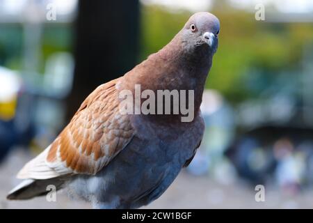 Curieuse d'apparence brun-gris colombe de roche ou de pigeon commun, columba livia en vue rapprochée, étirant son cou Banque D'Images