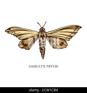 Ensemble vectoriel de papillon de couleur dessiné à la main Illustration de Vecteur