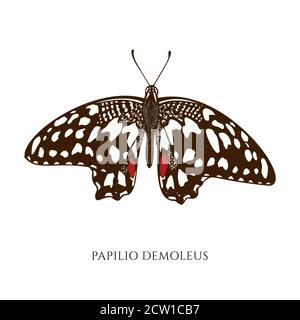 Ensemble vectoriel de papillon de couleur citron dessiné à la main Illustration de Vecteur