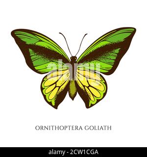 Ensemble vectoriel de papillon à queue jaune dessiné à la main Illustration de Vecteur