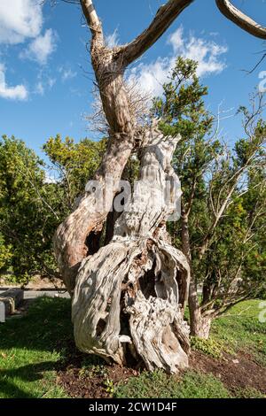 Le Yew d'Aldworth, un ancien arbre de plus de mille ans, dans le cimetière de l'église St Marys, Aldworth, Berkshire, Royaume-Uni Banque D'Images
