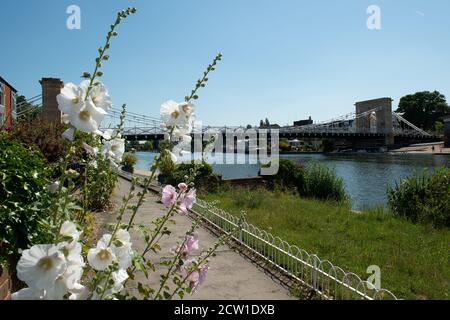 Marlow, Buckinghamshire, Royaume-Uni. 25 juin 2020. Un après-midi tranquille sur le sentier de la Tamise près de la Tamise, car beaucoup de gens continuent de travailler de chez eux pendant la pandémie du coronavirus Covid-19. Crédit : Maureen McLean/Alay Banque D'Images