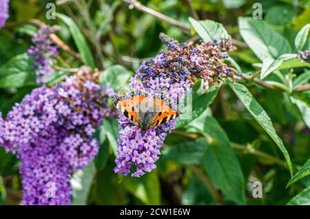 Un petit papillon tortoiseshell assis sur une fleur de bourdleia le jour d'été de juillet. Banque D'Images