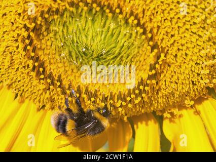 Bumble Bee se nourrissant sur un tournesol jaune vif qui est en pleine fleur. L'abeille a des particules de pollen attachées à son corps. Banque D'Images