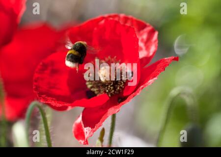 Bumble Bee en vol à côté de Poppy Head rouge vif fleur pleine Banque D'Images