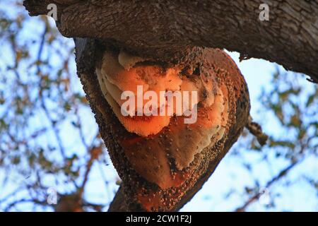 Grande ruche d'abeille sur une grande branche d'arbre en Zambie, Afrique australe. Banque D'Images