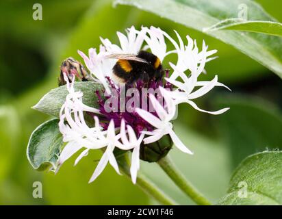 Bumble Bee se nourrissant sur un Centaurea montana (Knapweed) avec un fond vert naturel flou Banque D'Images