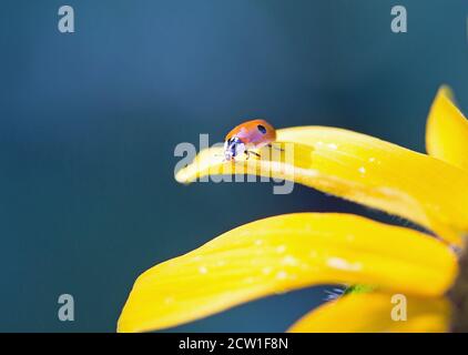 Deux Spot Ladybird (Ladybug) perchée sur le bord d'une fleur jaune vif de Gallardia avec un fond d'ombre naturelle. Banque D'Images