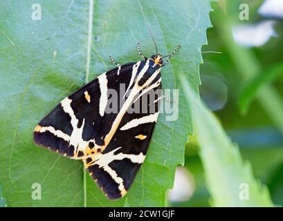 Jersey Tiger Moth (Euplagia quadripunctaria) reposant sur une feuille verte Banque D'Images