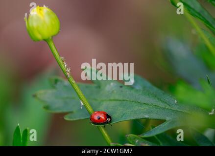 Un Ladybird à deux taches reposant sur une feuille verte vibrante, avec une fleur à tige simple dans un bourgeon serré contre un fond naturel Banque D'Images