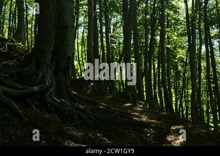 sentier dans un vieux bosquet de hêtre ombragé sur un flanc de montagne Banque D'Images